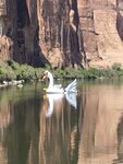 Colorado River Swan.jpg