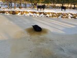 calf on ice.jpg