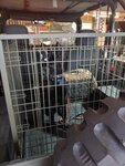 Bear's  Roxor kennel.jpg
